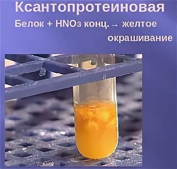 Белки приобретают желтую окраску под действием. Белки приобретают желтую окраску под действием. Белки приобретают желтую окраску под действием. Цветные реакции на белки. Белки приобретают желтую окраску под действием.
