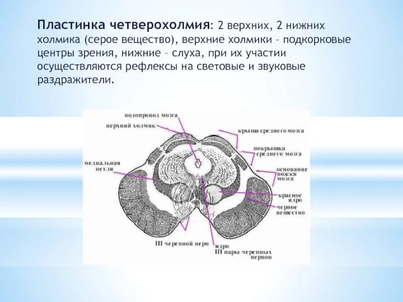 Центры ориентировочных рефлексов человека находятся в. Пластинка четверохолмия головного мозга. Ядра верхних Бугров четверохолмия. Задние Бугры четверохолмия. Пластинка четверохолмия среднего мозга.