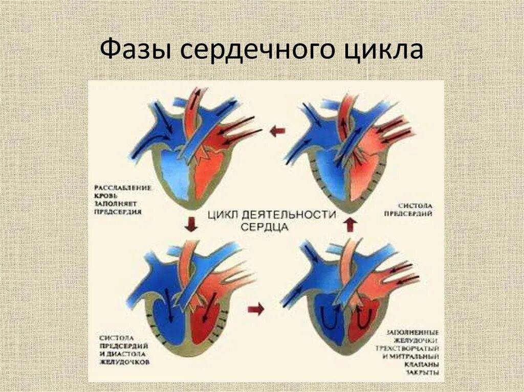 Цикл сердечной деятельности схема. Продолжительность 2 фазы сердечного цикла. Фазы сердечного цикла схема. Сердечный цикл фазы сердечного цикла.