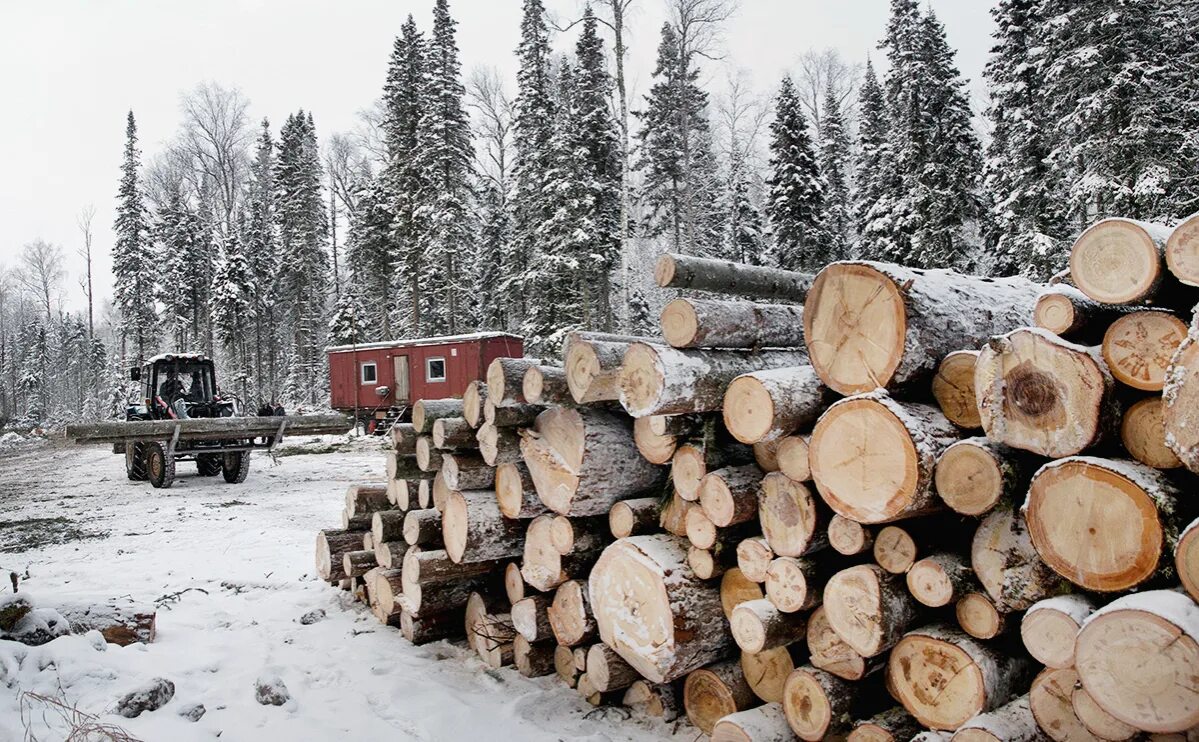 Районы деревообработки. Лесная промышленность. Лесозаготовка Деревообработка. Лес промышленность. Лесозаготовка в России.