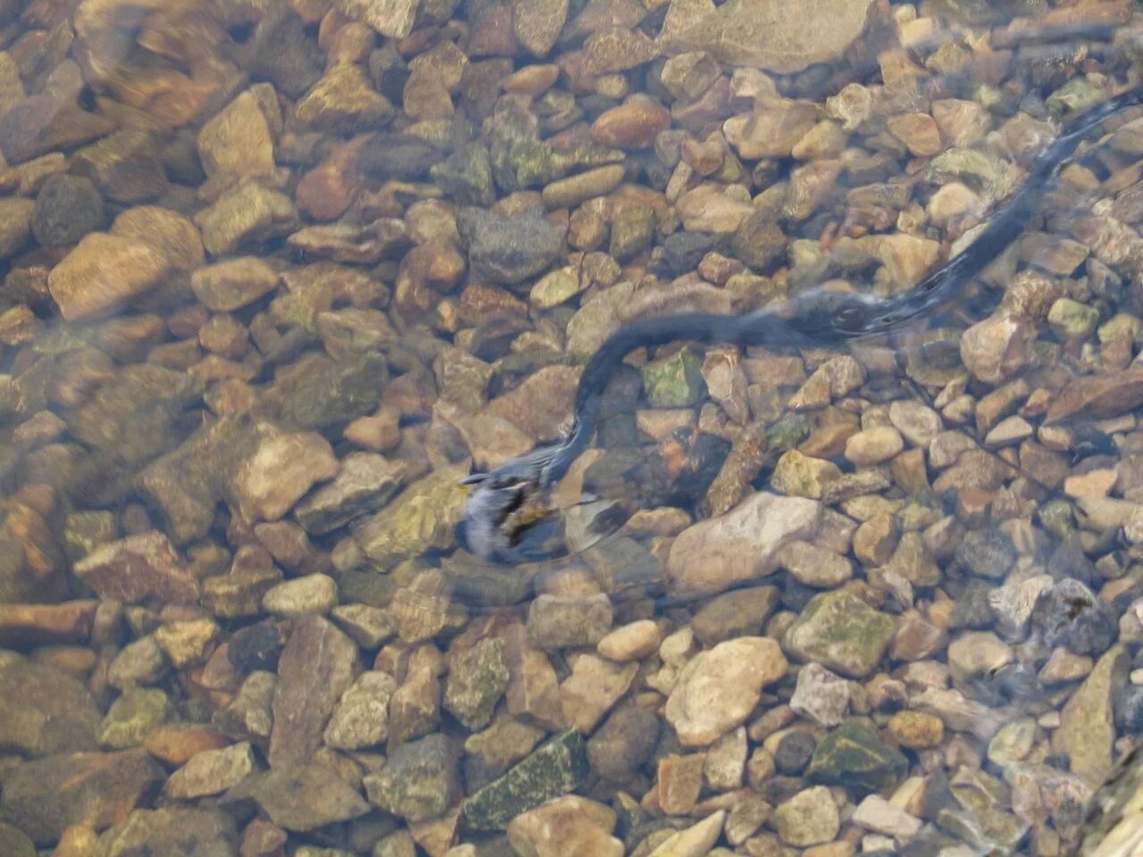 Гадюка плывет. Змеи на Увильдах. Гадюка плавает в воде или нет. Синий Утес змеи.