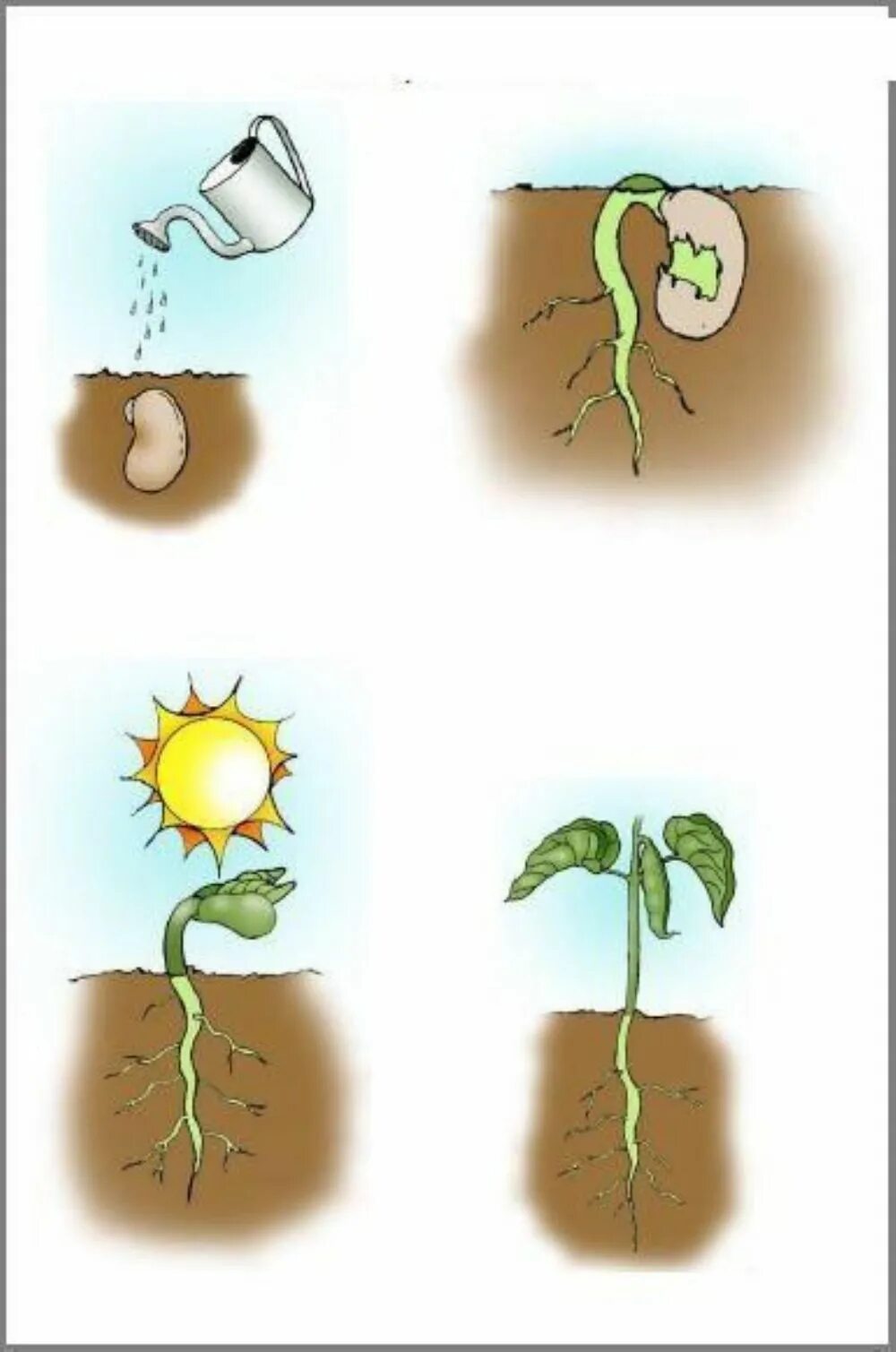 Plant cycle. Карточки циклы развития растений. Этапы роста цветка. Жизненный цикл растений для дошкольников. Стадии развития растений для дошкольников.