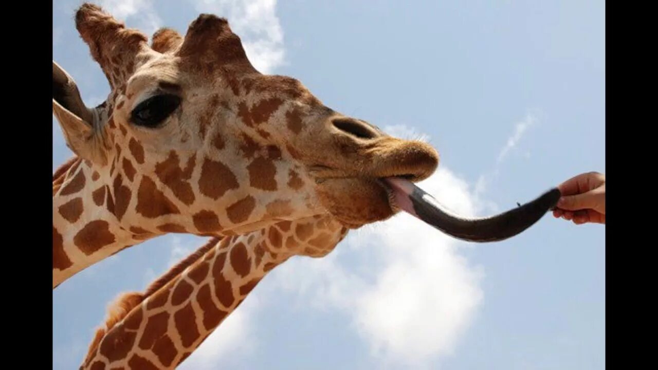 A giraffe can clean its ears with its 53-centimeter tongue. Мир Discovery ВКонта