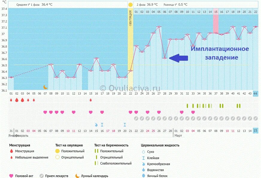 На какой день происходит имплантация после овуляции. Графики базальной температуры с имплантацией. Графики БТ при беременности с имплантационным западением. Графики БТ при беременности без имплантационного западения. График БТ при поздней овуляции и беременности.