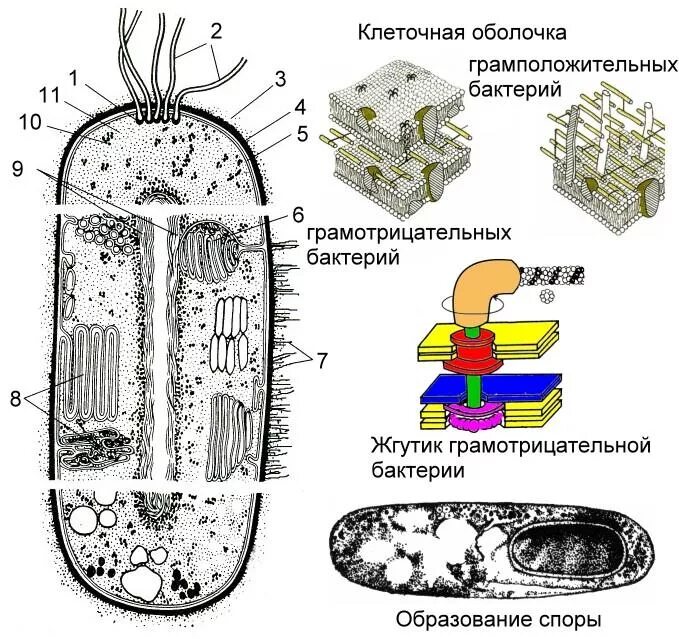 Прокариоты 2 вирусы. 4 Строение бактериальной клетки клеточные мембраны. Строение клеточной оболочки клетки бактерий. Строение оболочки бактериальной клетки. Строение бактериальной клетки прокариот.