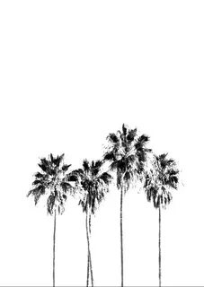 Black and White Tropical Palm Trees Poster Print.