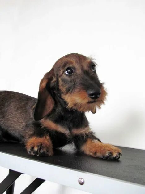 Нашли собаку чихуахуа в евпатории. Собаки в туле. Чапаевск собака чихуахуа. Тульская область щенки йорка. Дворняга черная с белым галстуком.