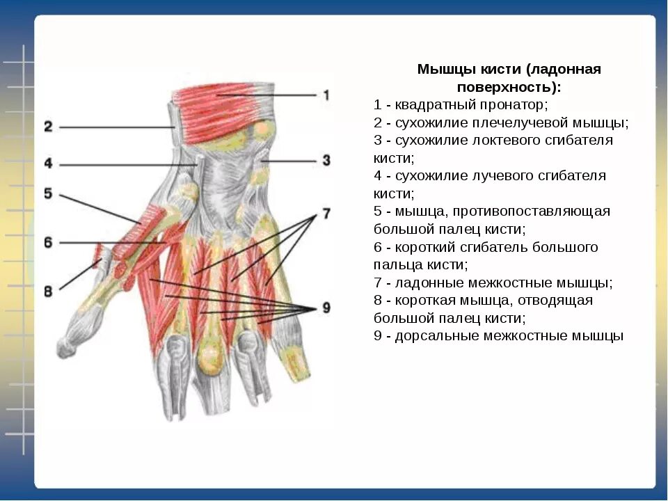 Связки на руке. Мышцы кисти ладонная поверхность. Мышцы кисти тыльная поверхность. Мышцы кисти анатомия строение. Сгибатели пальцев кисти анатомия.