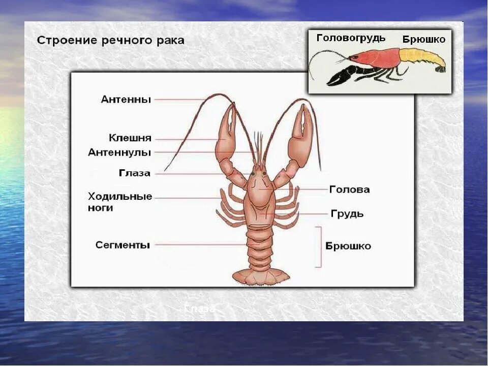 Внешнее и внутреннее строение речного рака