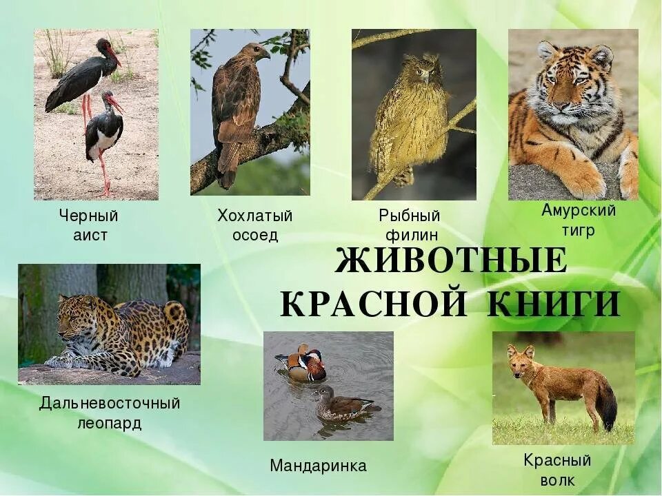 Назовите животных занесенных в красную книгу