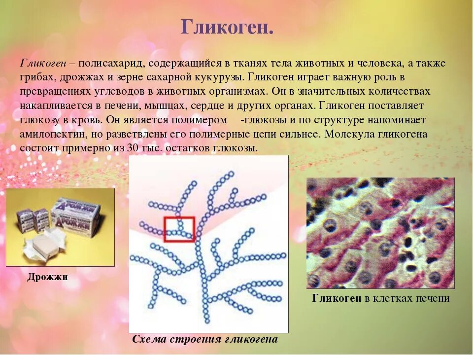 Печень запасает гликоген. Строение, биологические функции гликогена.. Биологическая роль гликогена в организме человека. Строение и биологическая роль гликогена. Гликоген содержится в клетках.