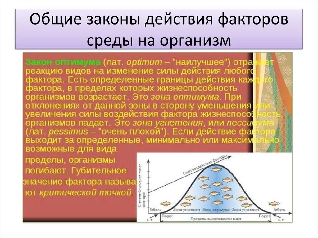 Общие законы действия факторов среды на организмы. Общие законы действия факторов среды на организмы законы. Общие законы действия экологических факторов на организм. Действия факторовсоеды. Реакции организмов на факторы среды