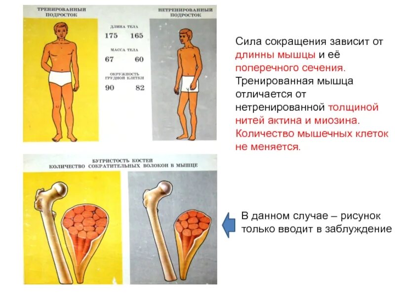 Сила сокращения мышцы зависит от. Натренированные мышцы отличия от нетренированных. От чего зависит объёмммышц. Мышцы тренированного человека и нет. Тренированность мышц