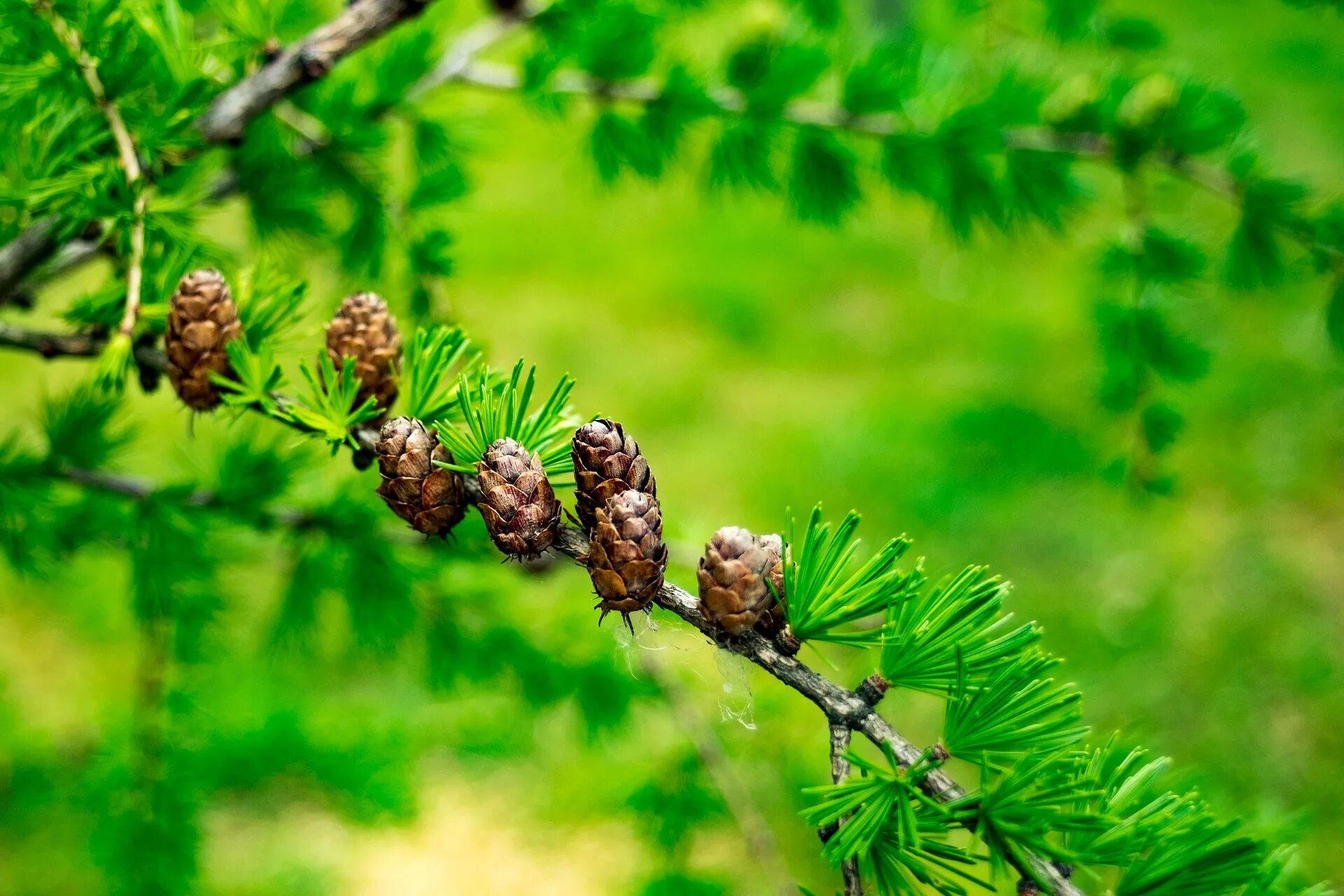 Лиственница Сибирская Larix sibirica. Лиственница Сибирская (Larix sibirica Ledeb.). Лиственница Сукачева (Larix sukaczewii). Лиственница Сибирская Бригантина.