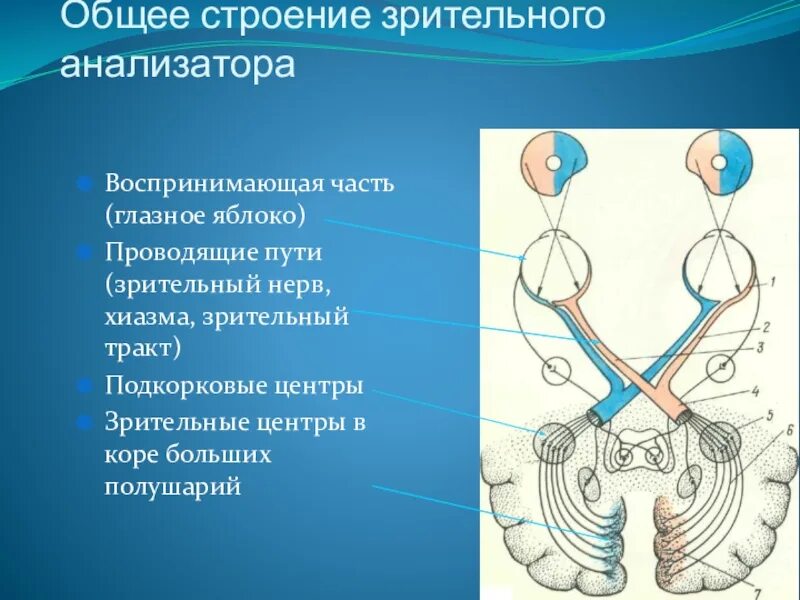 Строение оптического аппарата зрительного анализатора. Зрительный анализатор строение анатомия. Зрительный анализатор структура и функции. Особенности строения зрительного анализатора. Что такое зрительный анализатор