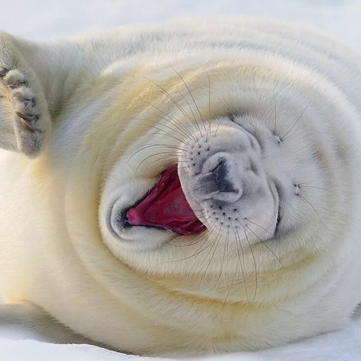 The little seal is laughing at us. Тюлень. Тюлень улыбается. Смешной тюлень. Улыбка тюленя.