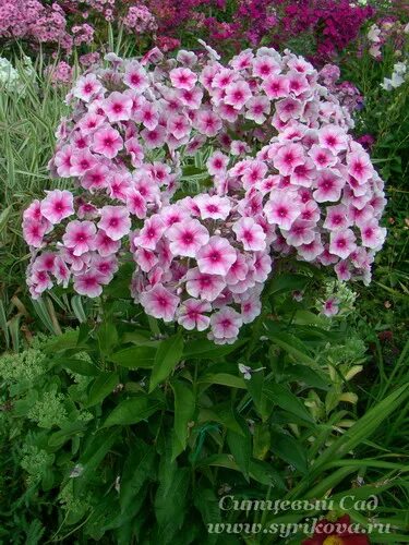 ситцевый сад интернет магазин растений. флокс ситцевый. ситцевый сад.