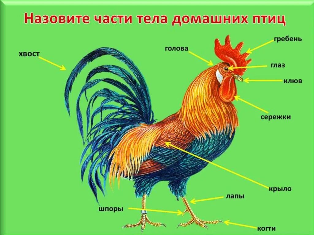 Как устроена курица
