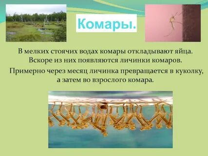 Животные которые питаются комарами 2 класс