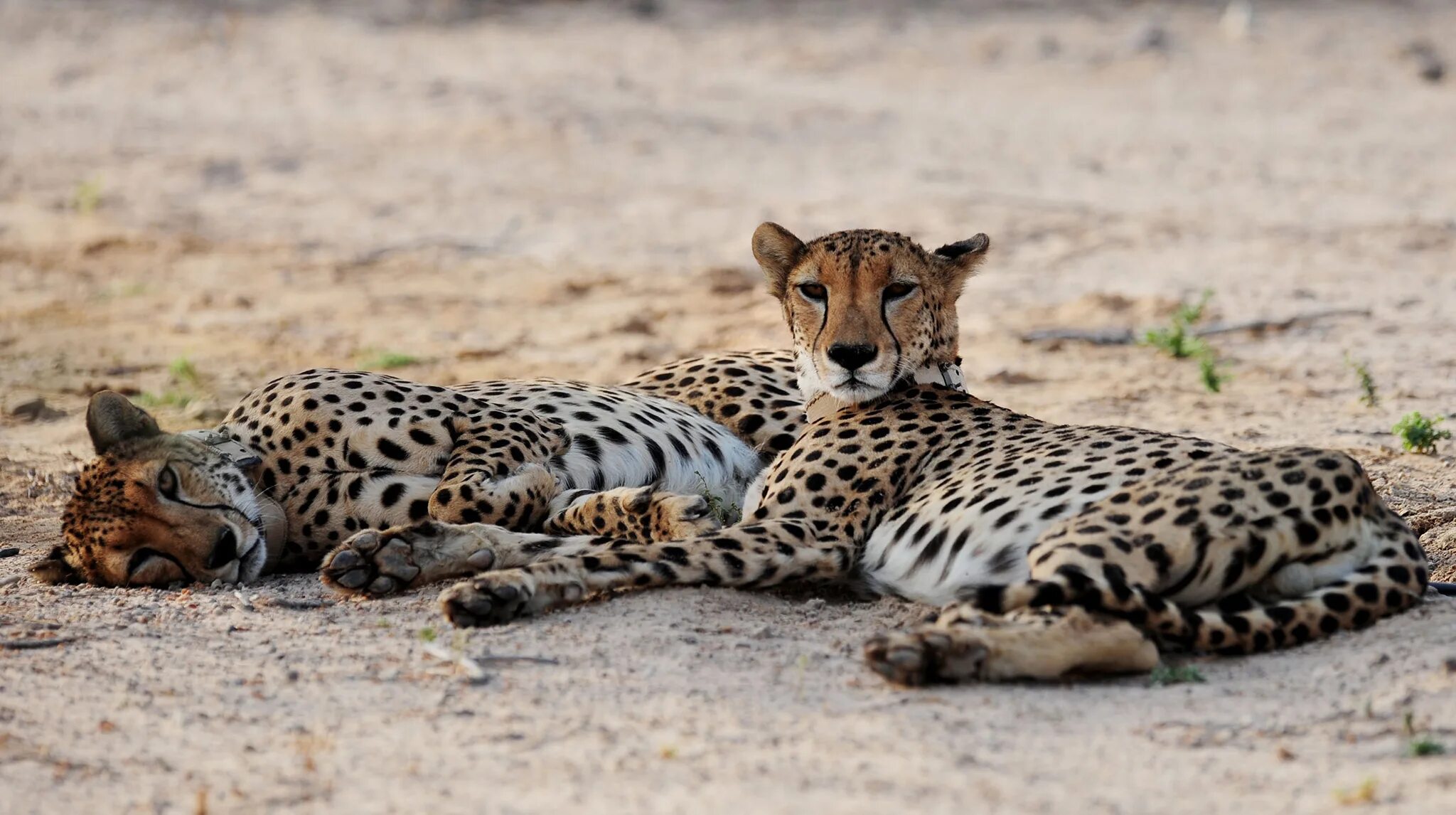 Pet cheetah. Гепард в прыжке. Необычный гепард. Гепарды фералы. Хвост гепарда.