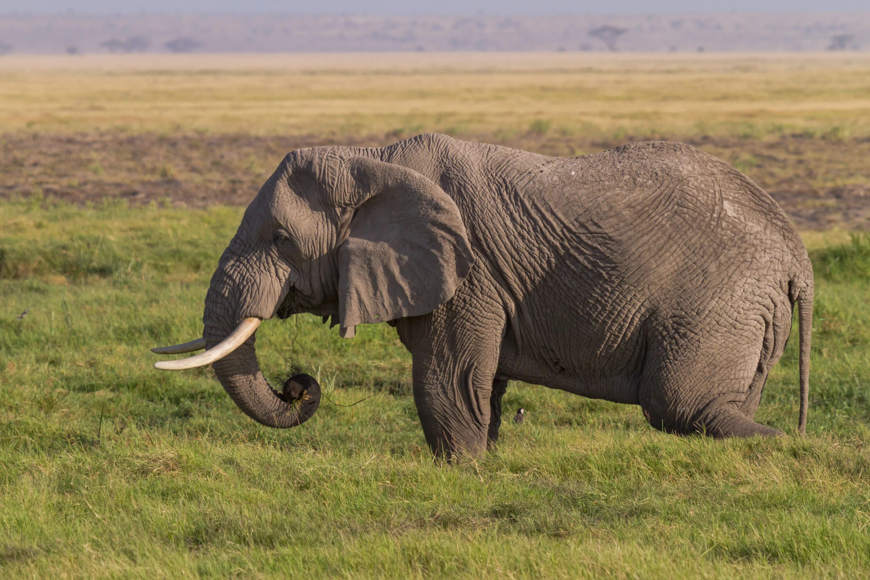 Слоны какой слон крупнее. Африканский слон. Красивый слон. Самый красивый слон в мире. Самый большой слон в мире.