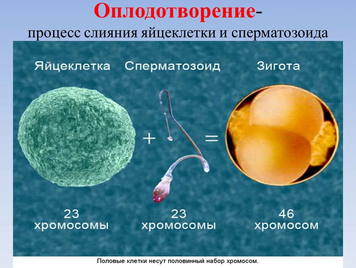 Где происходит образование яйцеклеток. Оплодотворение яйцеклетки. Слияние спермия и яйцеклетки. Процесс оплодотворения яйцеклетки. Процесс оплодотворения яйцеклетки сперматозоидом.