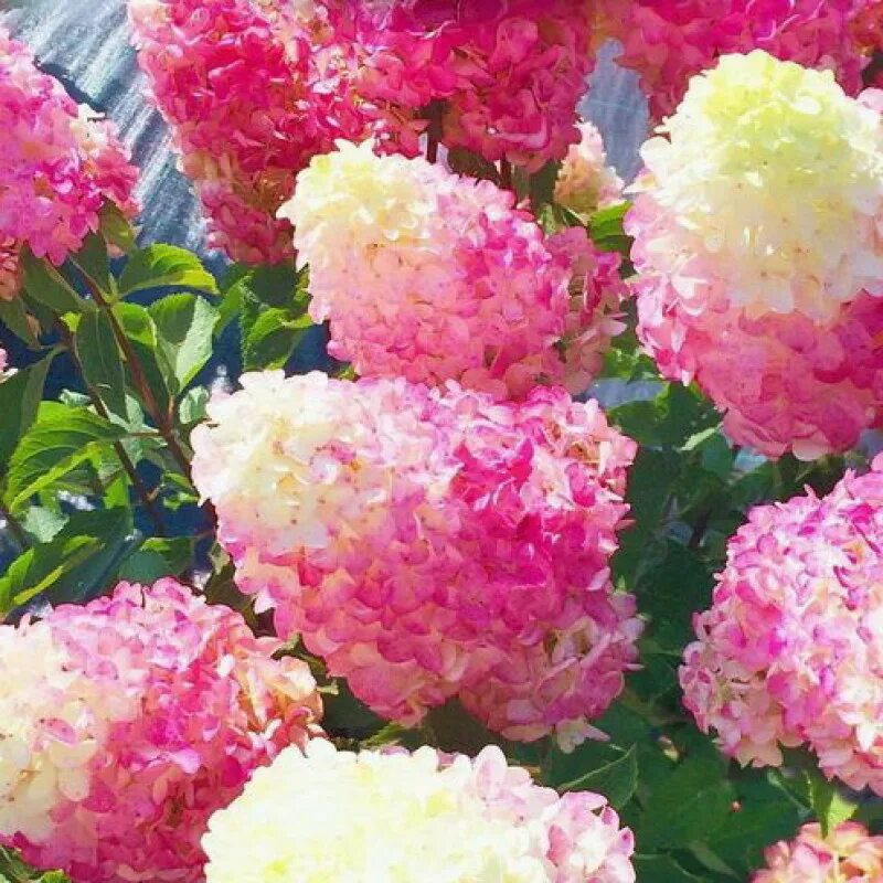 Фото гортензии стробери блоссом. Фото гортензии стробери блоссом. Фото гортензии стробери блоссом. Фото гортензии стробери блоссом. Фото гортензии стробери блоссом.