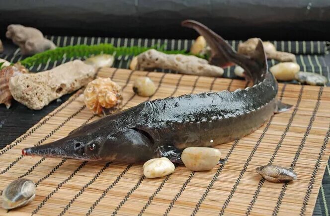 стерлядь рыба. осетрина. осетр севан. осетр копченый. черный осетр.