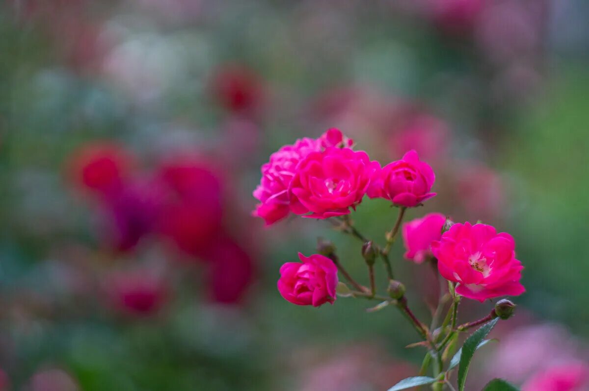 капли росы на розах. розы лето 2023. розы татьяны раскумандриной. розы летом. летние розы.