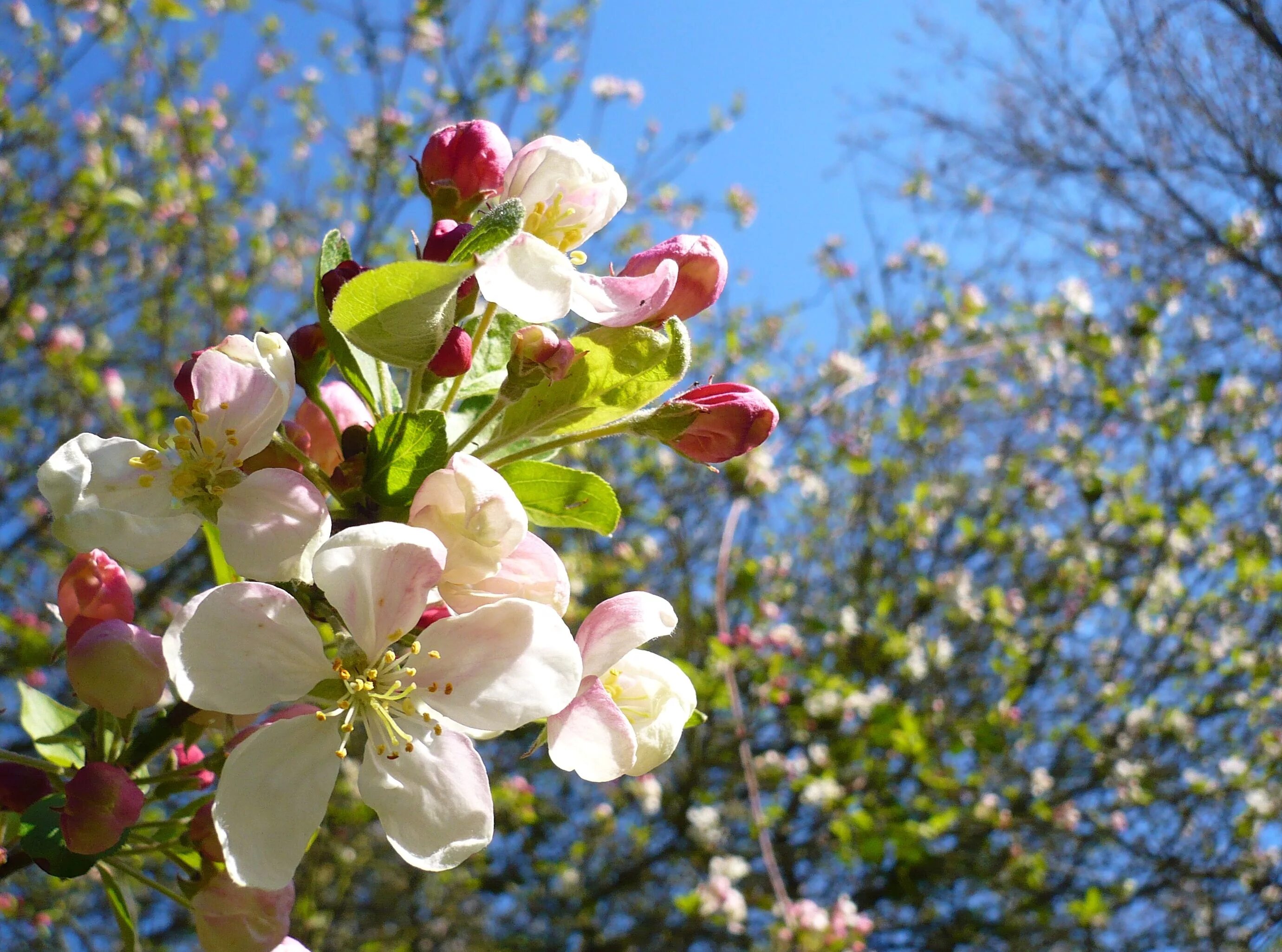 Картинки яблоневый цвет. Фуджи яблоня цветет. Яблоневый цвет (Apple Blossom). Яблоня Баттербол. Яблоня Орлик цветет.