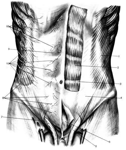 Толстая брюшная стенка. Переднебоковая стенка живота мышцы. Мышцы переднебоковой брюшной стенки. Переднебоковая стенка живота линии. Топография переднебоковой брюшной стенки.