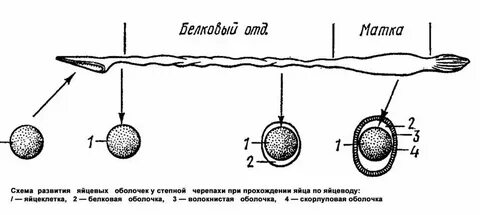 Кожное дыхание развитие плотной яйцевой оболочки