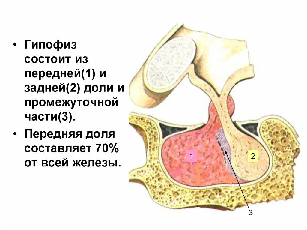 2 женские половые железы. Доли гипофиза передняя задняя промежуточная. Половые железы. Переднюю, промежуточную и заднюю долю гипофиза. Гипофиз половые железы.