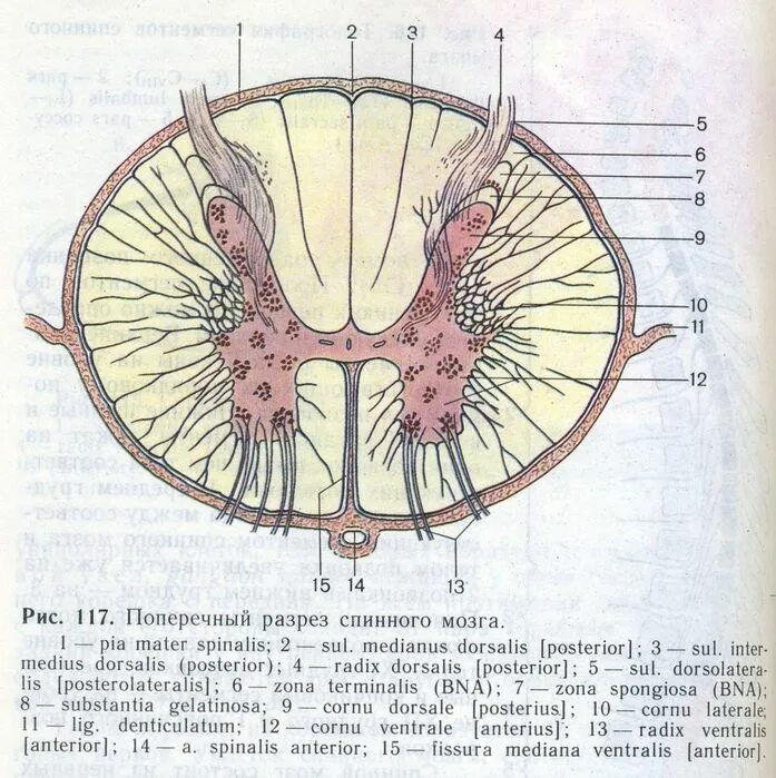 Спинной мозг обозначения. Поперечный разрез спинного мозга Сапин. Схема поперечного среза спинного мозга. Поперечный срез спинного мозга без подписей. Спинной мозг строение поперечный срез.
