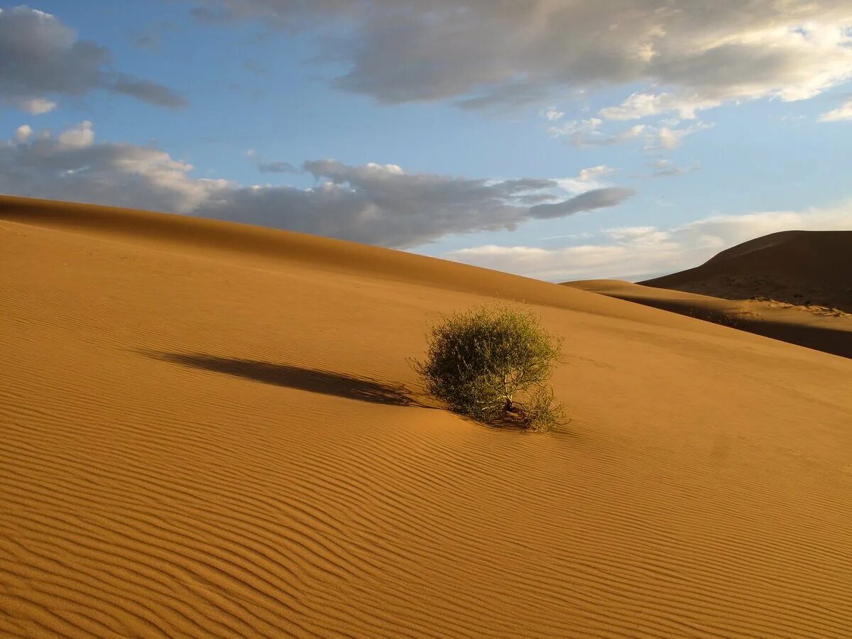 Пустыне пустую. Растения пустыни перекати поле. Пустынный климат. Перекати поле растение. Пустая пустыня.