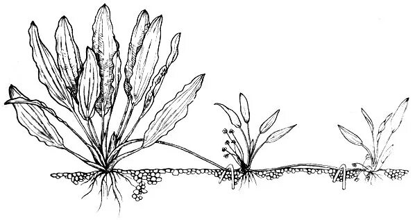 черенковое размножение аквариумных растений. анубиас нана аквариумное. анубиас аквариумное. размножение аквариумных растений. размножение аквариумных растений.