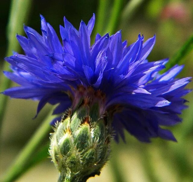 Топчу ногами синий василек. Василек обыкновенный. Василек синий (centaurea cyanus) клумба. Поле с васильками. Василек синий куст.