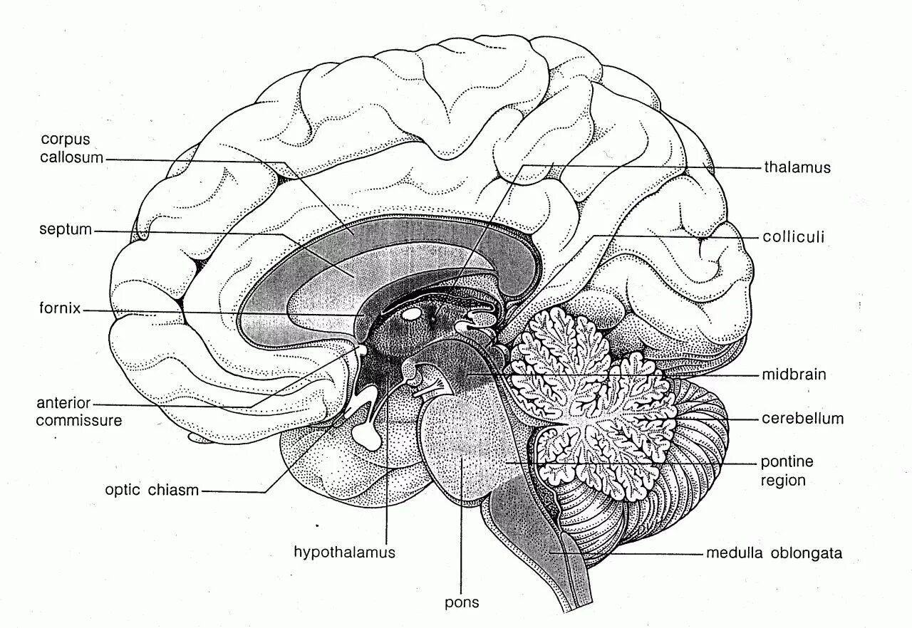 Схема головного мозга. Human Brain structure. Отделы мозга схема.