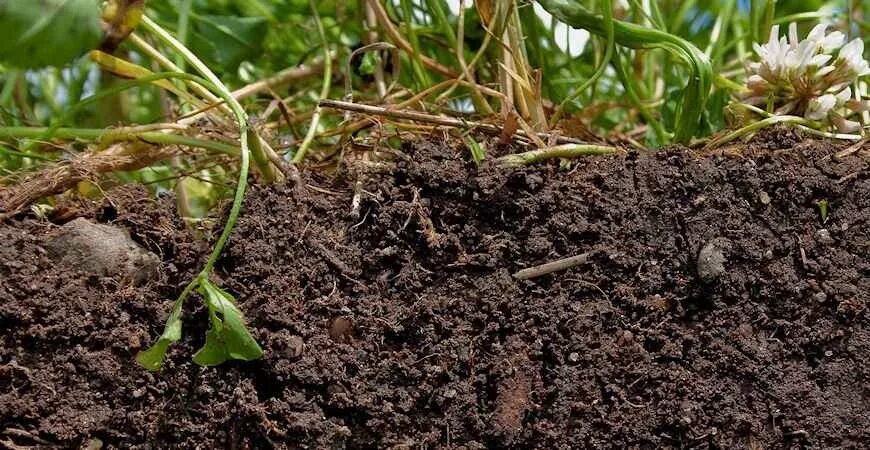 Почвы малоплодородны и сильно заболочены короткие. Торфяная почва. Торфяной грунт. Перегнойно торфяные почвы. Плодородная земля.