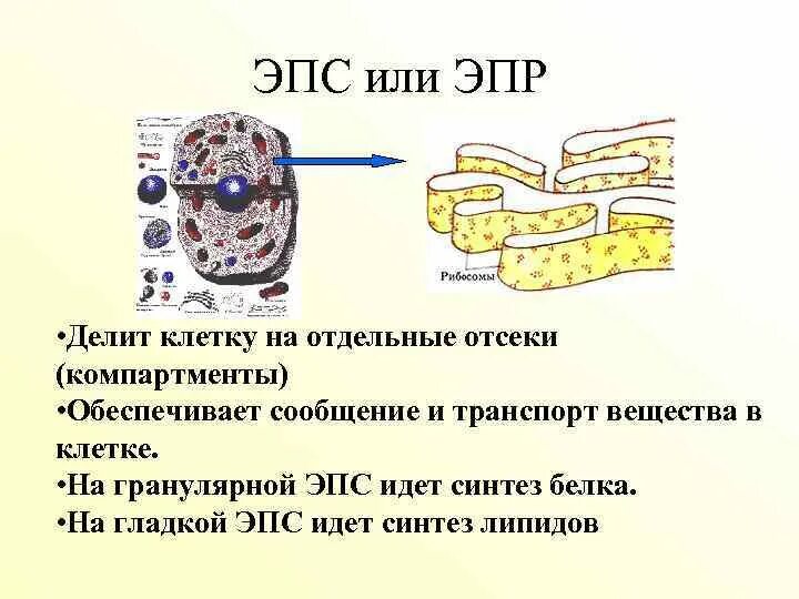 Эпс участвует в синтезе белков. Эндоплазматическая сеть Синтез липидов. ЭПС Синтез липидов. ЭПС или ЭПР. КОМПАРТМЕНТЫ ЭПС.