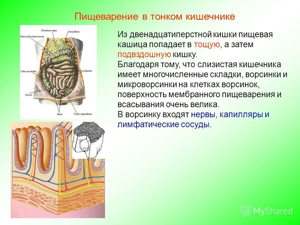 Подвздошная кишка. Функции тощей кишки в пищеварении. Пищеварение в тонком кишечнике тощая и подвздошная. Пищеварение в двенадцатипёрстной. Тощая и подвздошная кишка анатомия.