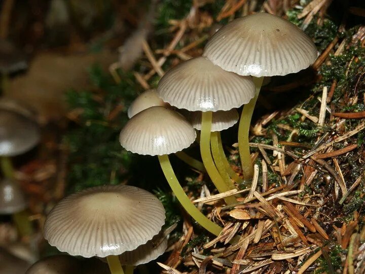 Гриб чешуйчатка клейкая. Липкий гриб. Гриб с липкой шляпкой. Млечник чахлый гриб. Липкий гриб.