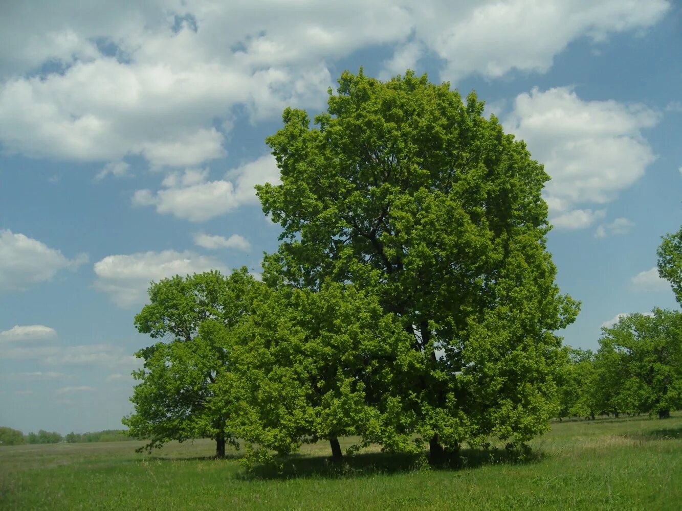 сквер дубрава воронеж шишкова. воронеж улица дубовая 12. теллермановский лес борисоглебск достопримечательности. теллермановский лес борисоглебск. шипов лес бутурлиновка.