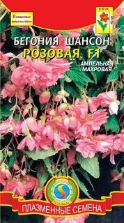 Бегония шансон