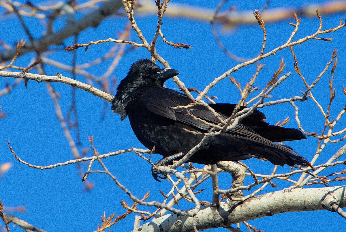 Виды темных птиц. Corvus capensis. Чёрные птички в Сибири. Черные птицы России. Черные птицы центральной России.