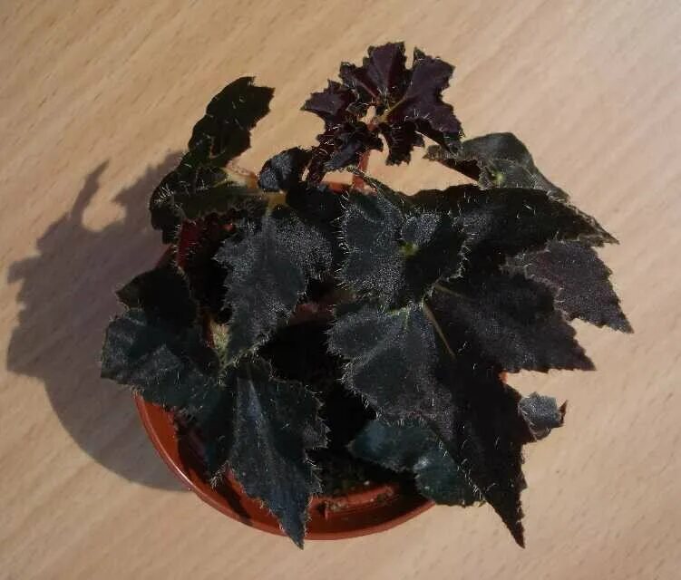 Комнатное растение с темными листьями. Бегония черный вельвет. Бегония Black Knight. Бегония Блэк Фанг. Бегония краснолистная.