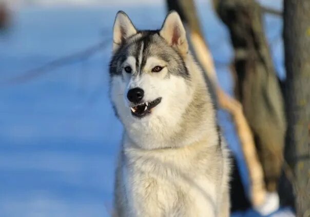Хаски 5 месяцев. Сибирский хаски. Ласка хаска. Трехнедельные щенки хаски. Хаски обнимашки.