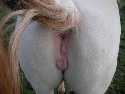 Tight Mare Pussy.