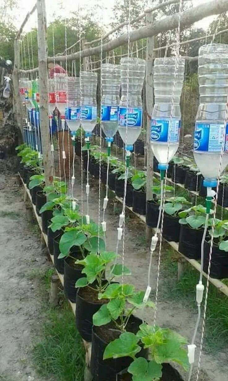 Пластиковые бутылки для полива в теплице. Пластиковые бутылки в теплицы для полива. Капельный полив из бутылки. Капельный полив пластиковыми бутылками. Пластиковые бутылки для полива огорода.
