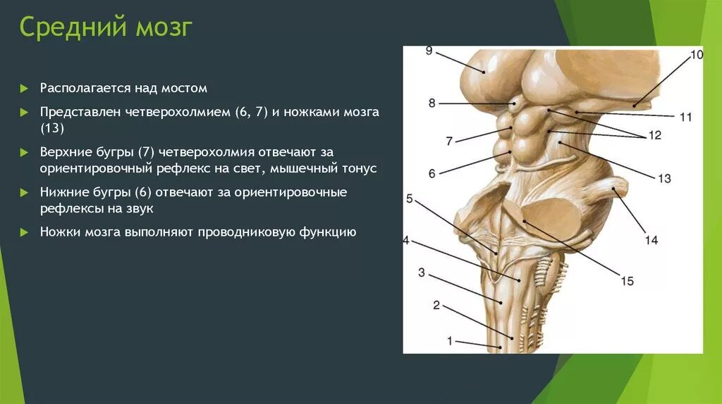 Зоны среднего мозга. Средний мозгмозг строение анатомия. Внешнее строение среднего мозга анатомия. Крыша среднего мозга (пластинка четверохолмия). Средний мозг анатомия наружное строение.